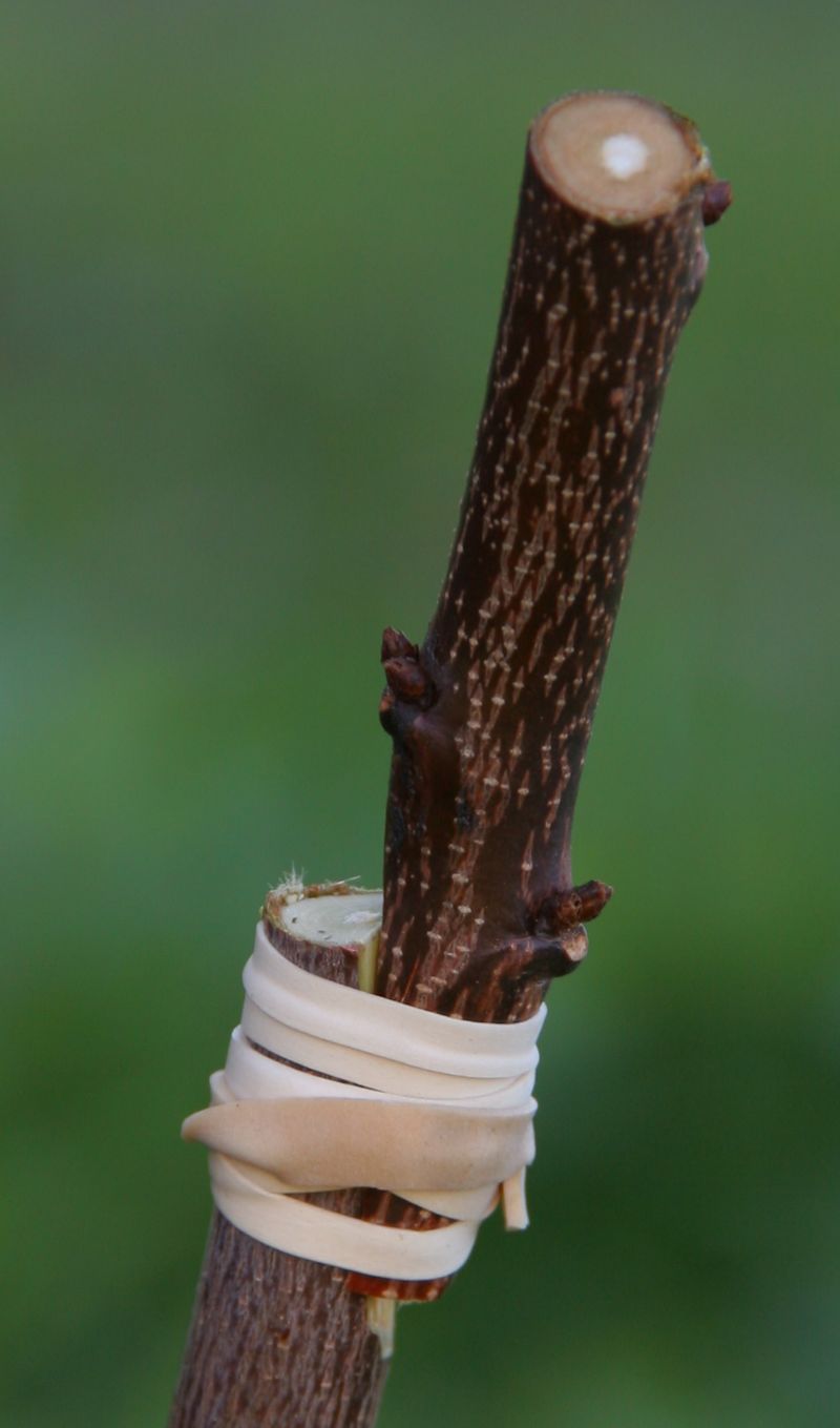 Sunny Slope Orchard The magic of grafting