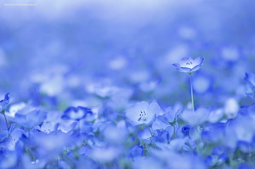 4.5 Million Baby Blue Eyes In Hitachi Seaside Park In Japan 4.5 Million Baby Blue Eyes In Hitachi Seaside Park In Japan