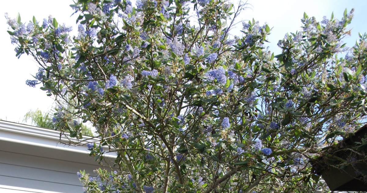 A California Native Plant Garden in San Diego County Lilacs and Manzanitas