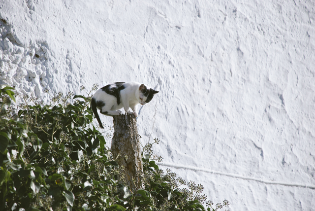darrical gato en Darrical