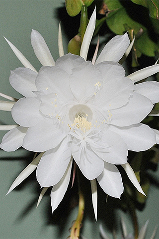 Orquídea cactus - Solo Nuevas Orquídea cactus - Solo Nuevas