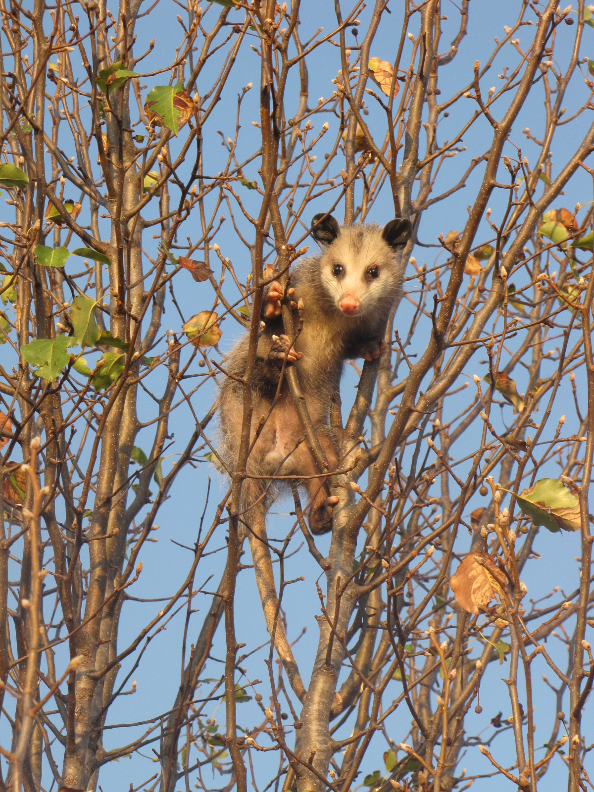 BellaCrochet Possum