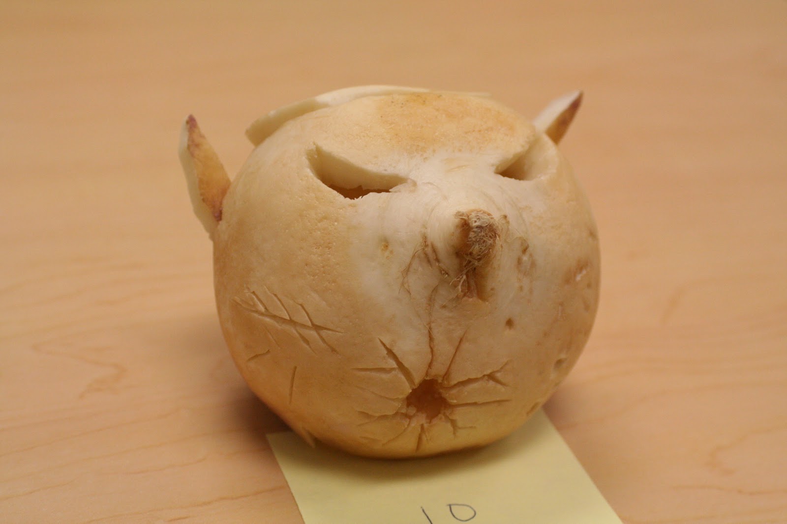 The Mr. Hunter Wall A Halloween Tradition Turnip Carving