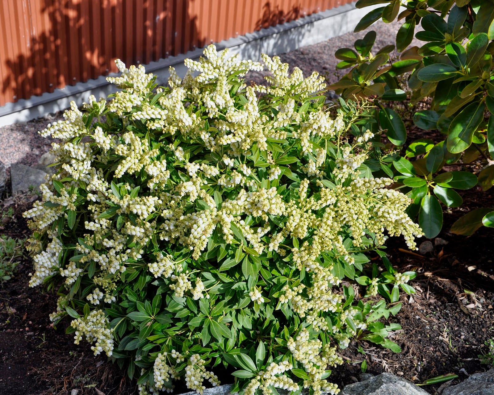 Future Plants By Randy Stewart Pieris
