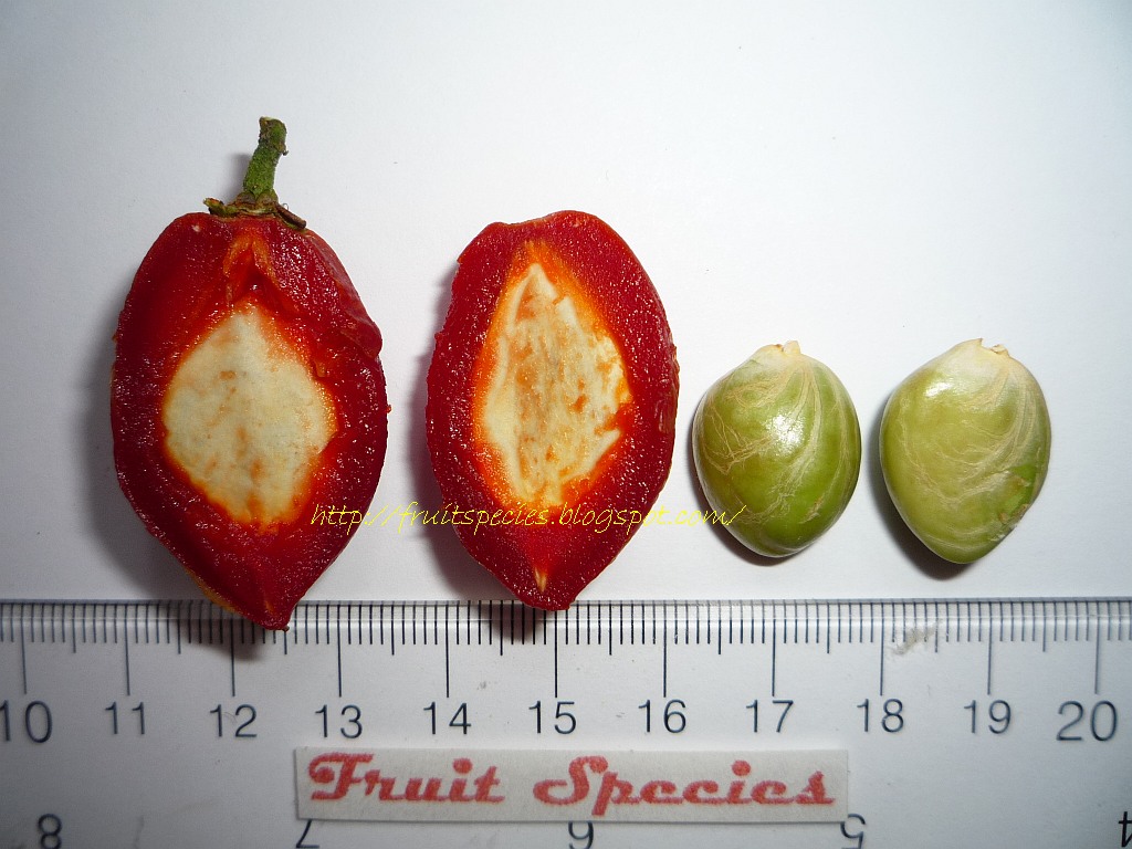 fruit species peanut butter fruit fruit species peanut butter fruit