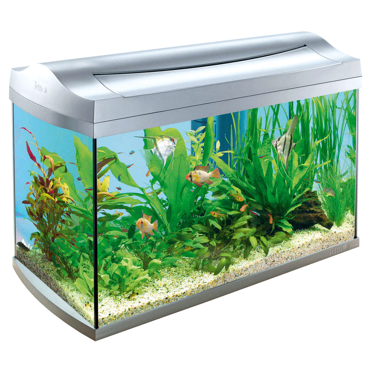 Memelihara Ikan Hias Dan Aquarium Aquascape Memelihara Ikan Hias Dan Aquarium Aquascape
