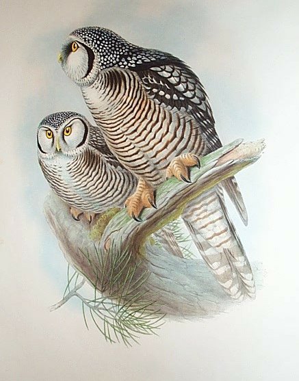 Vintage Owl Art 72