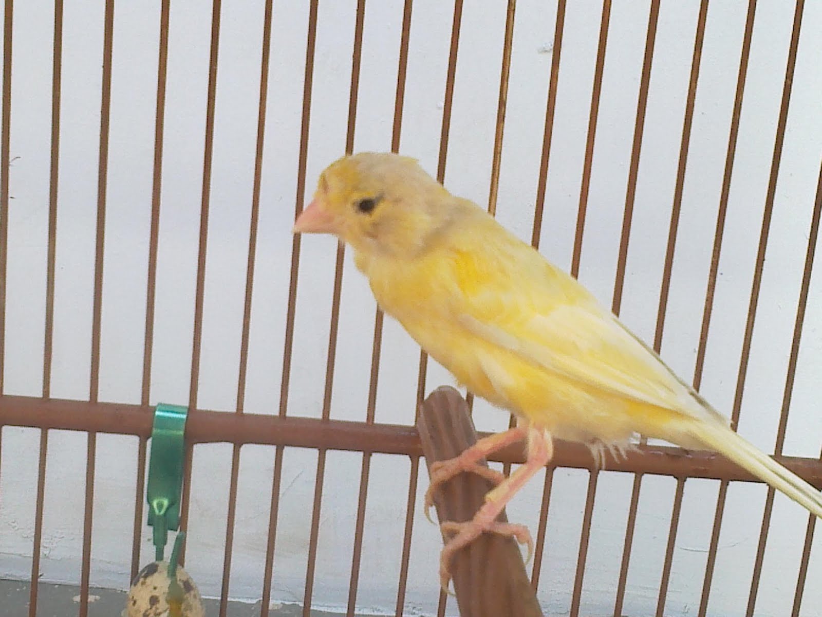 Jual Burung Berkicau Merdu Tangerang - Agen Burung Tangerang