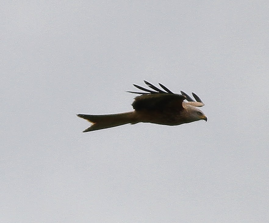 Birding Poole Harbour & Beyond 16 June 14 Photospot4 Red & Black Kites