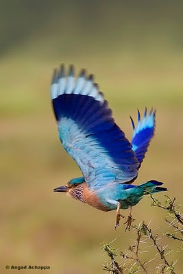 Indian Roller