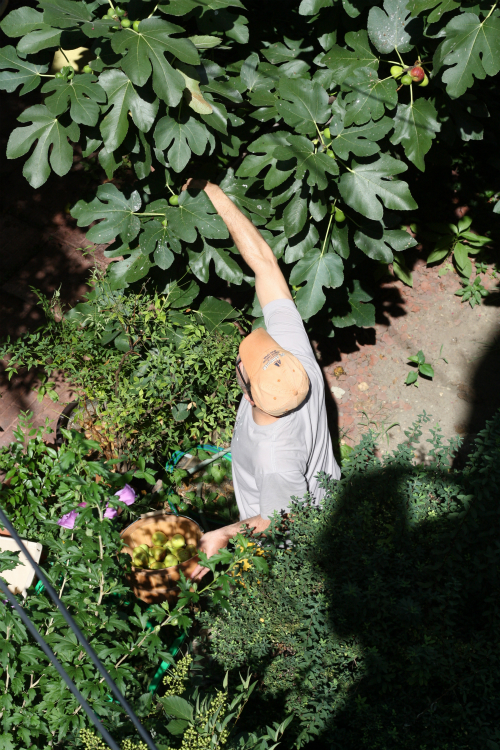 E.A.T. Figs in the Fan