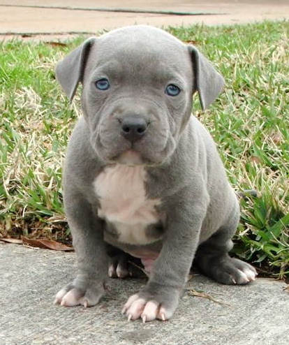 grey pitbull puppies with blue blue pitbull puppies for sale blue pit bull blue pitbull pictures breeds picture grey pitbull puppies with blue blue pitbull puppies for sale blue pit bull blue pitbull pictures breeds picture