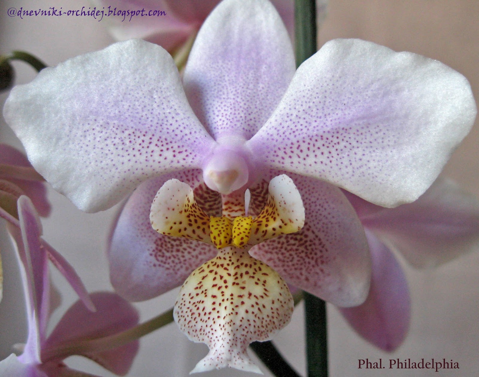 филадельфия фото орхидея филадельфия фото орхидея