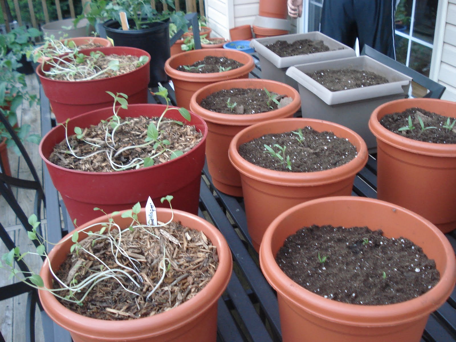 Bumble Lush Garden Tomatillo Time Lapse