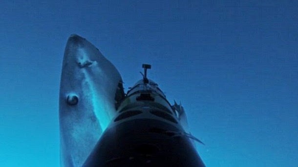 Veja como é ser perseguido e atacado por um tubarão (video)