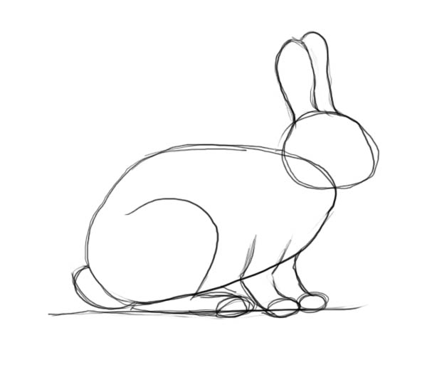 Come Disegnare Un Coniglio