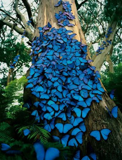 Butterflies