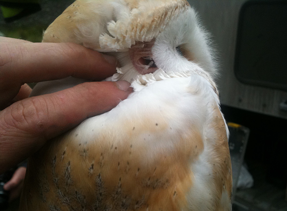 Duhallow Raptor Conservation Project The Barn Owl S Secret Weapon