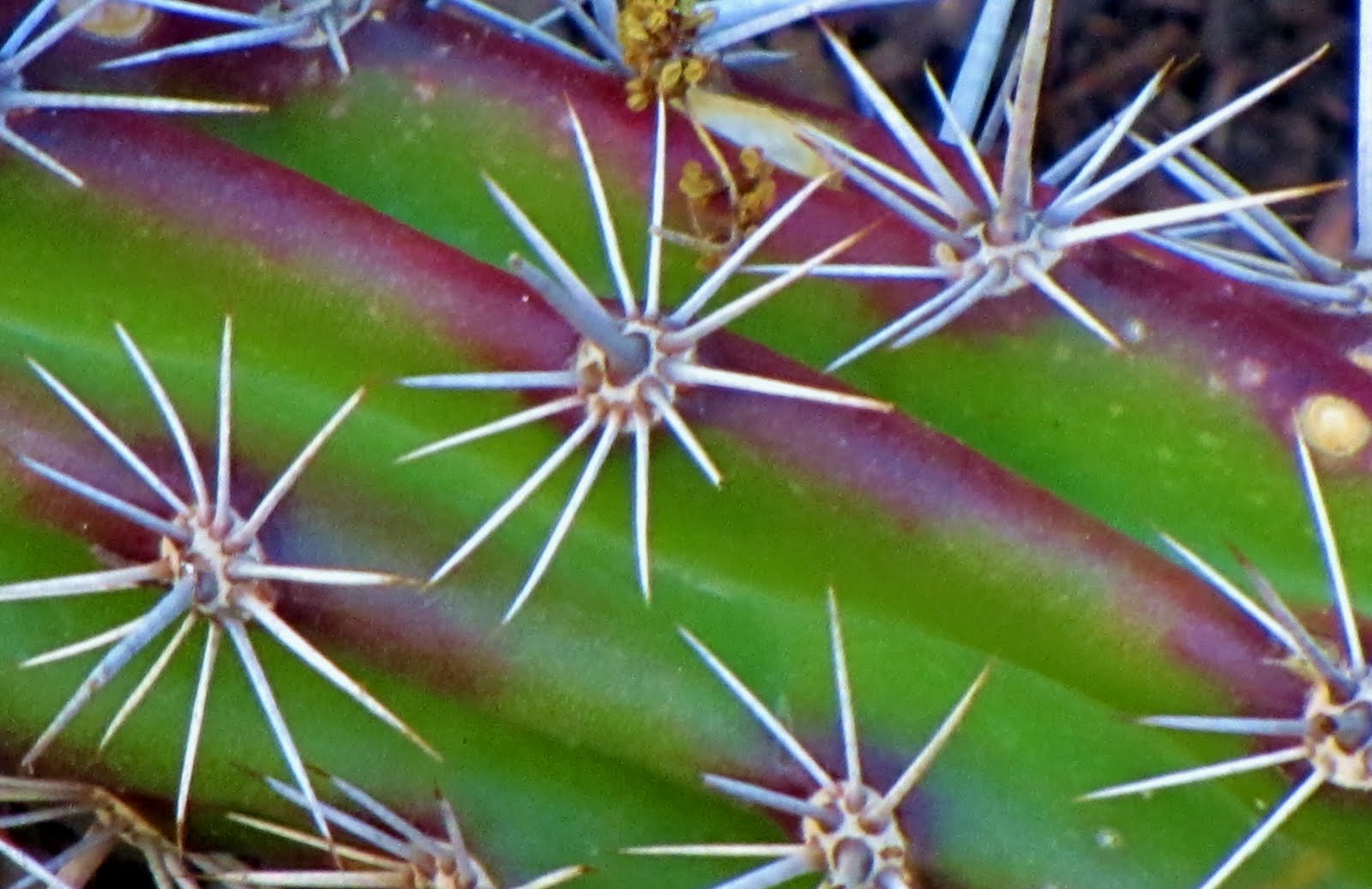 Las Aventuras Octopus Cactus