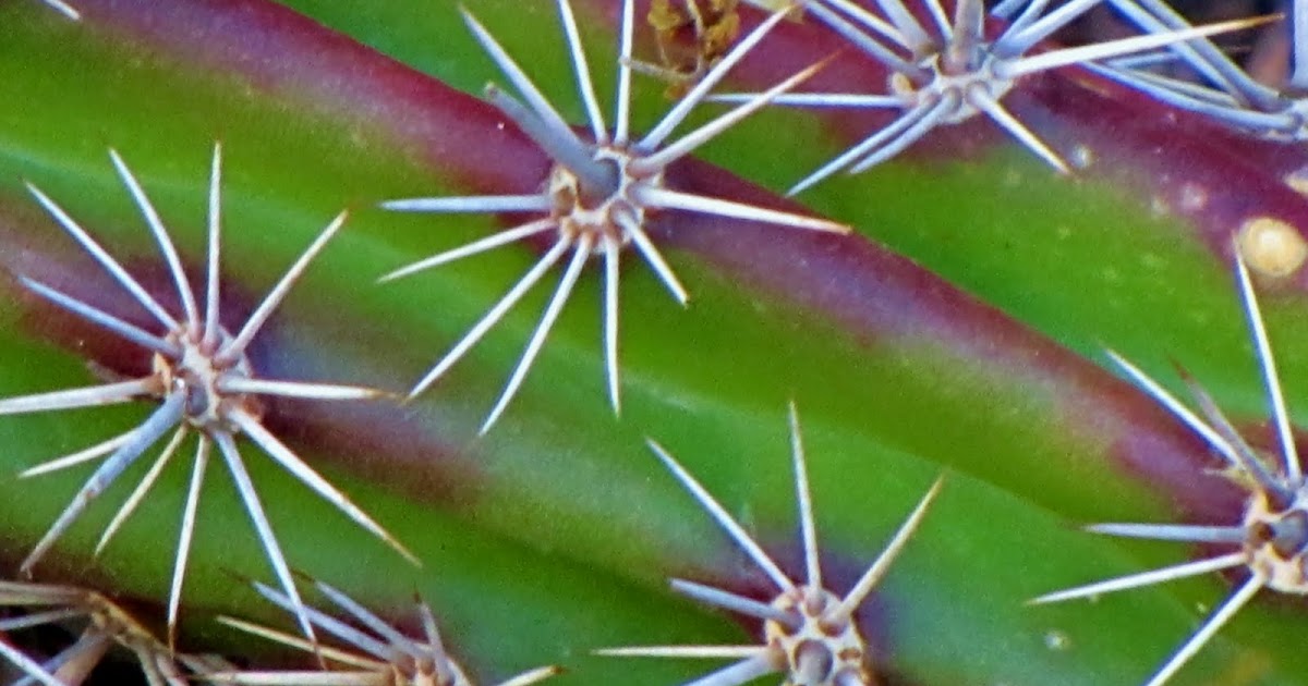 Las Aventuras Octopus Cactus