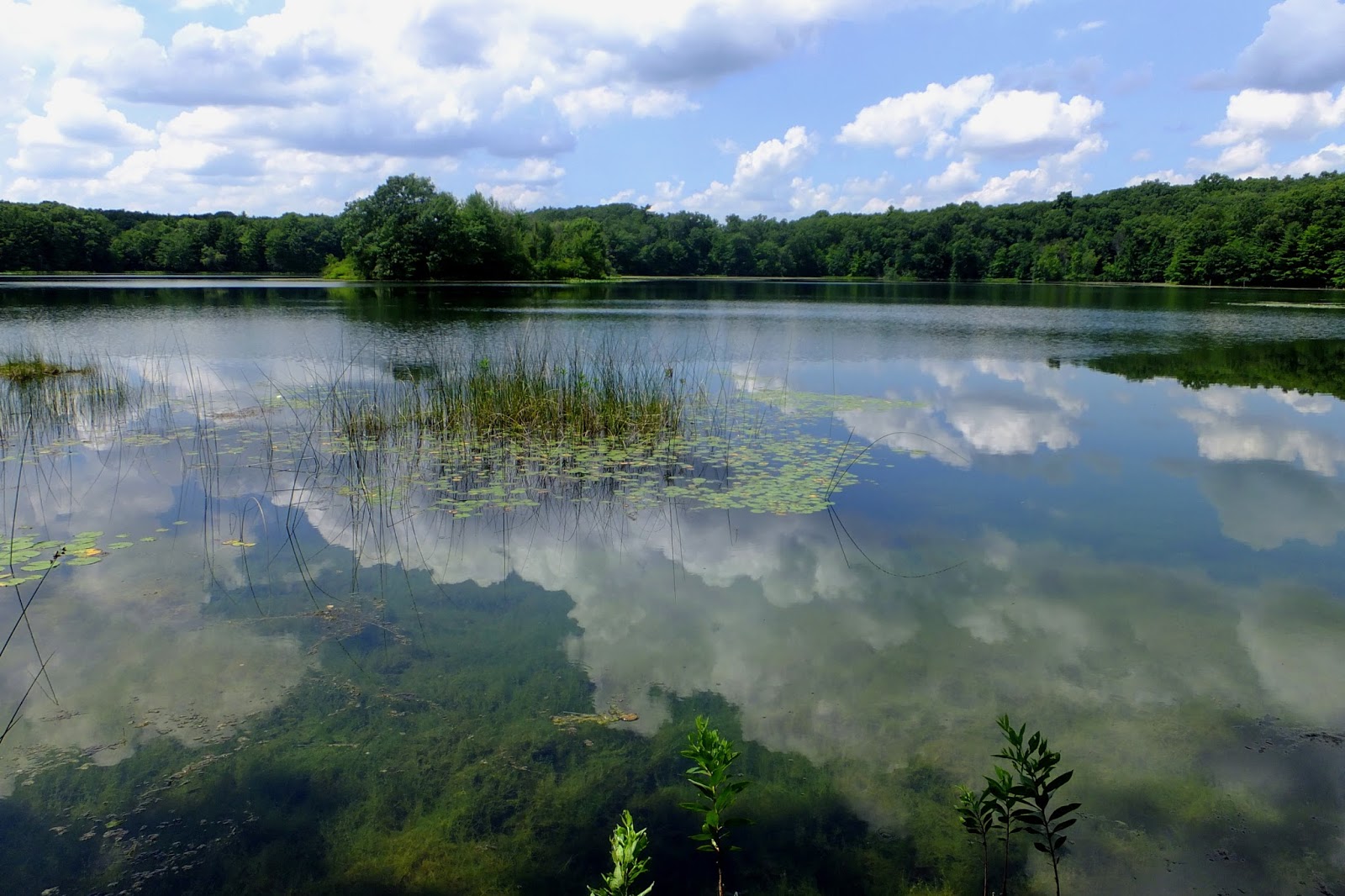 Plants Amaze Me Places in Barry County, Michigan