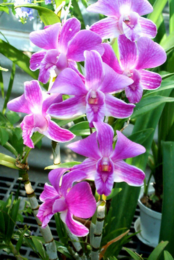 budidaya anggrek dendrobium 1 budidaya anggrek dendrobium 1