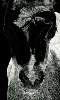 Baby Face - in-progress scratchboard drawing by Ann Ranlett