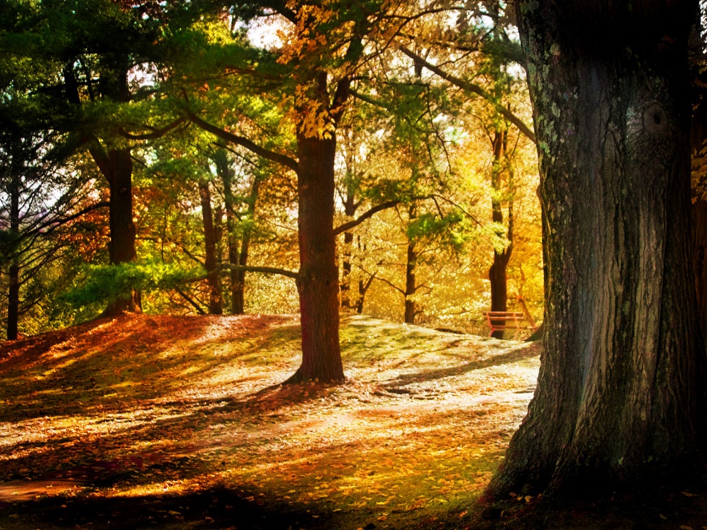 http://4.bp.blogspot.com/-Ch2xCfjEXRM/T8A0RklJS_I/AAAAAAAACEk/XfrkTsj3gwY/s1600/Floresta-Papel-de-Parede-MegaWallpapersHDblogspot+(9).jpg