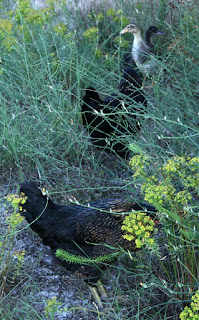 Four of our feathered friends Four of our feathered friends