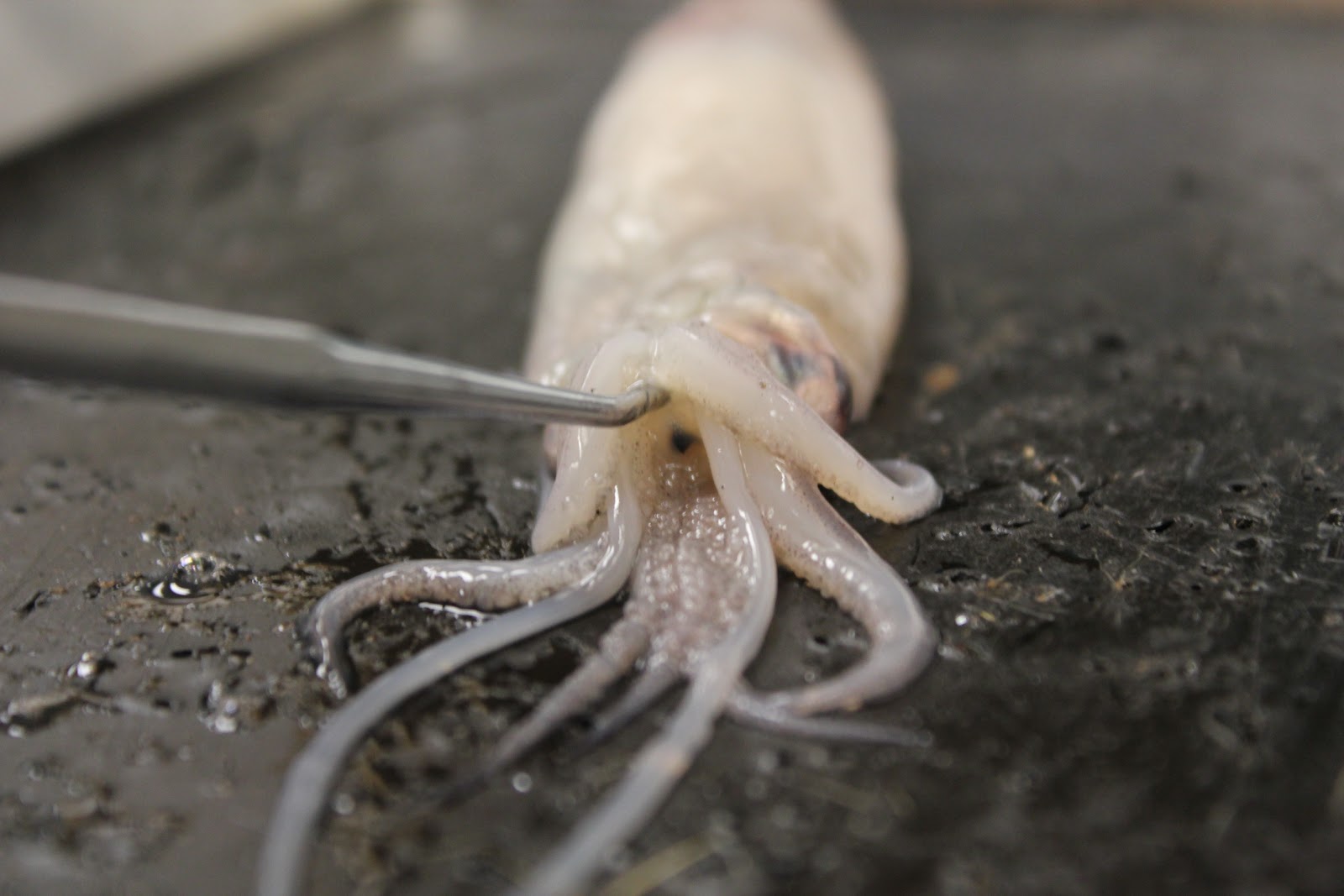 Biology and stuff (bio 11 class)