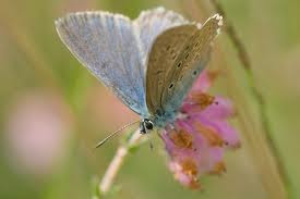 Alcon Blue Butterfly
