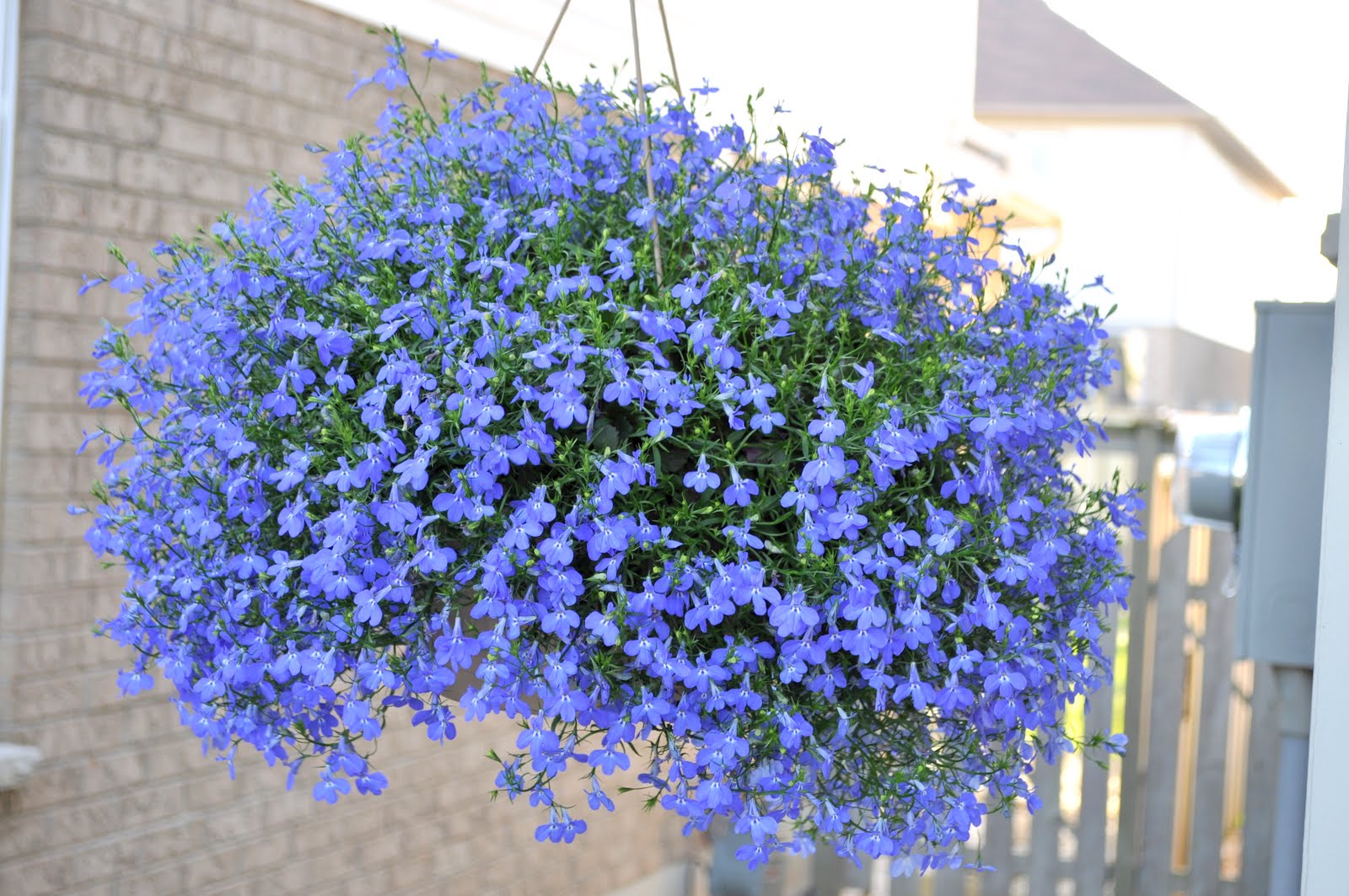 Restoration House A few visitors to my spring garden...