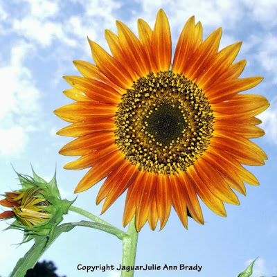 The Last Sunflower of Summer : Autumn Beauty Sunflower Blossom Photographed September 19, 2013 The Last Sunflower of Summer : Autumn Beauty Sunflower Blossom Photographed September 19, 2013