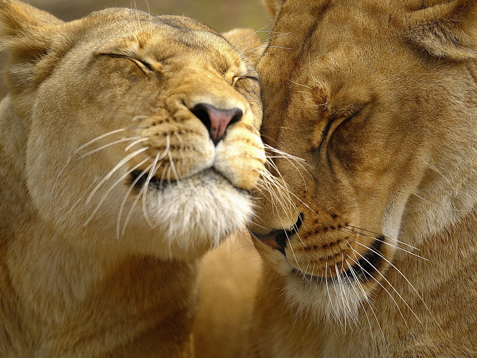 http://4.bp.blogspot.com/-ChwyK1LyNc0/TdsO9eHziLI/AAAAAAAAAXE/gExEFT9jIgM/s1600/The-best-top-desktop-lion-wallpapers-hd-lion-wallpaper-8.jpg