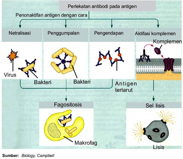 Reaksi Pengikatan / Cara Kerja Antibodi dan Antigen
