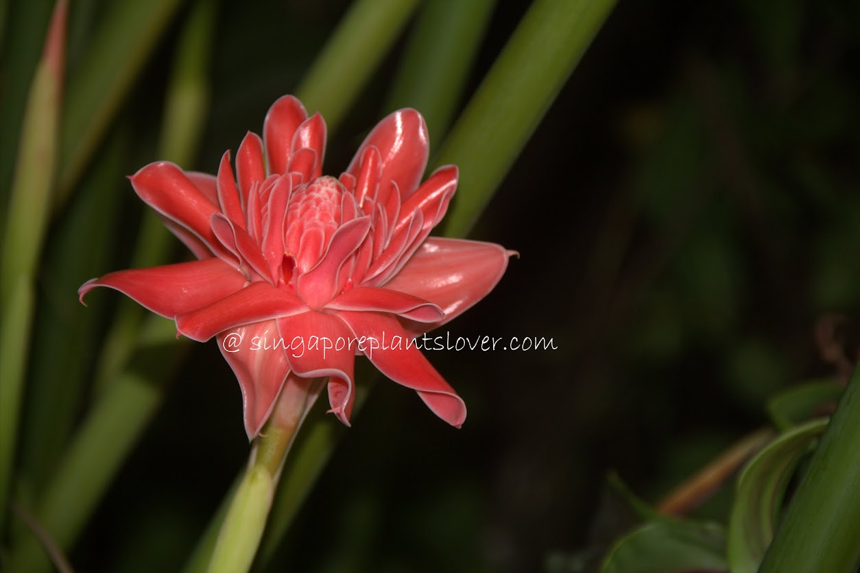 Singapore Plants Lover Pink Torch Ginger Flowers