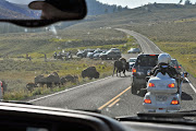 Yellowstone Park. Buffalo Jam. (buffalo jam )