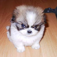 Sonhar com cachorro bravo Sonhar com cachorro bravo