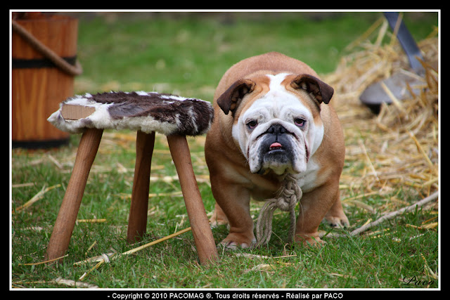 Bulldog au festival médiéval de Sedan