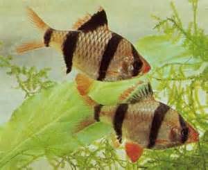 Pengertian ikan air laut download
