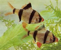 ikan sumatera