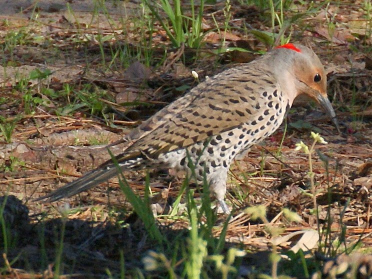 SE Texas Birding & Wildlife Watching: Houston Area Woodpeckers