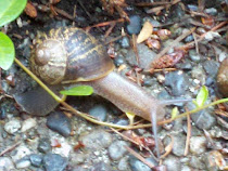 One snail
