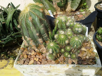 Echinopsis terscheckii