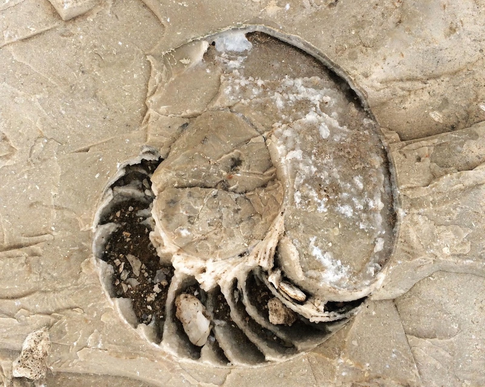 Rambling Hemlock Permian Reef Geology Trail in the Guadalupe Mountains