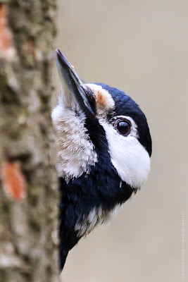 Большой пестрый дятел. Great Spotted Woodpecker. Dendrocopos major