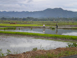 Desaku Tercinta