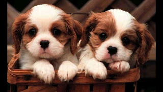 cute puppies  images