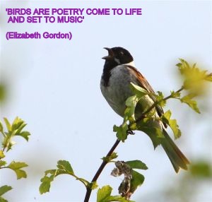 Reed Bunting