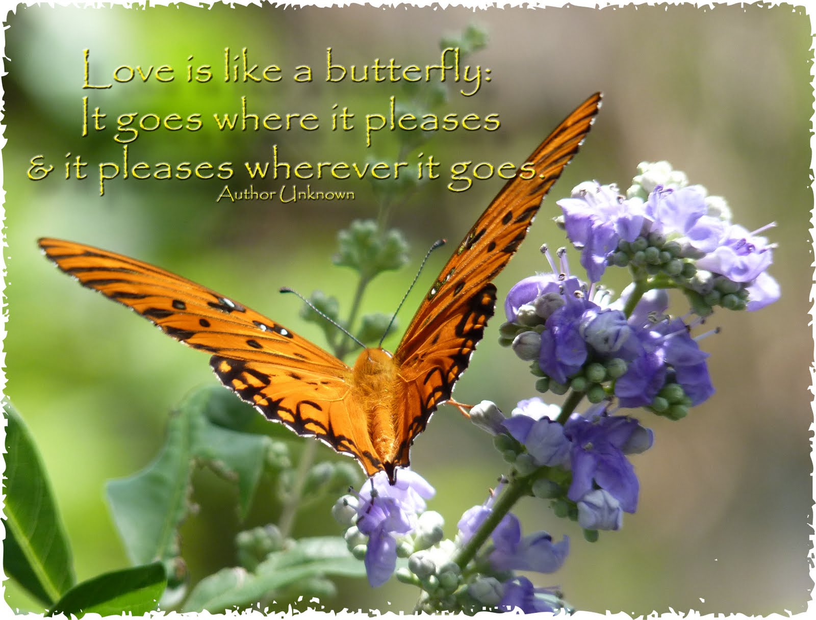 Butterfly Bible Quotes. QuotesGram